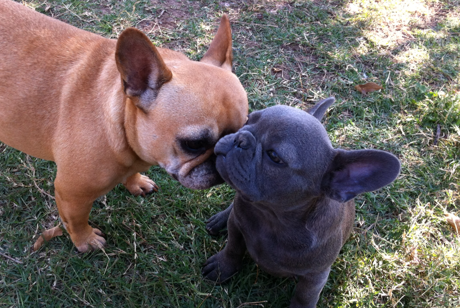 Frenchie Love
