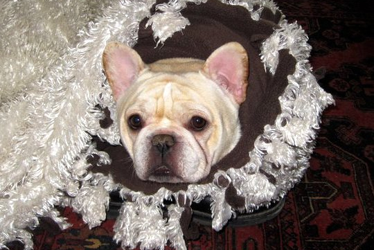 Funny Cream French Bulldog