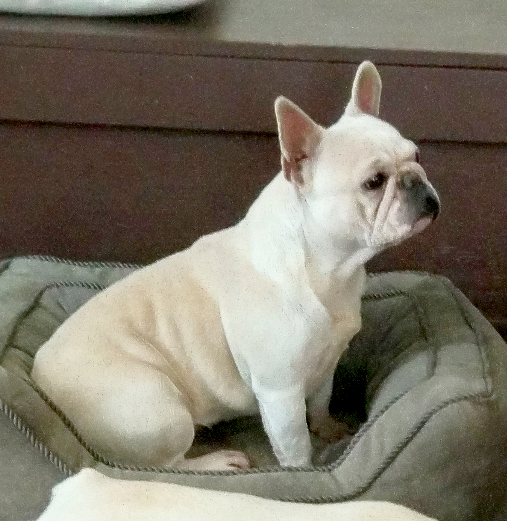 Blue Cream French Bulldog