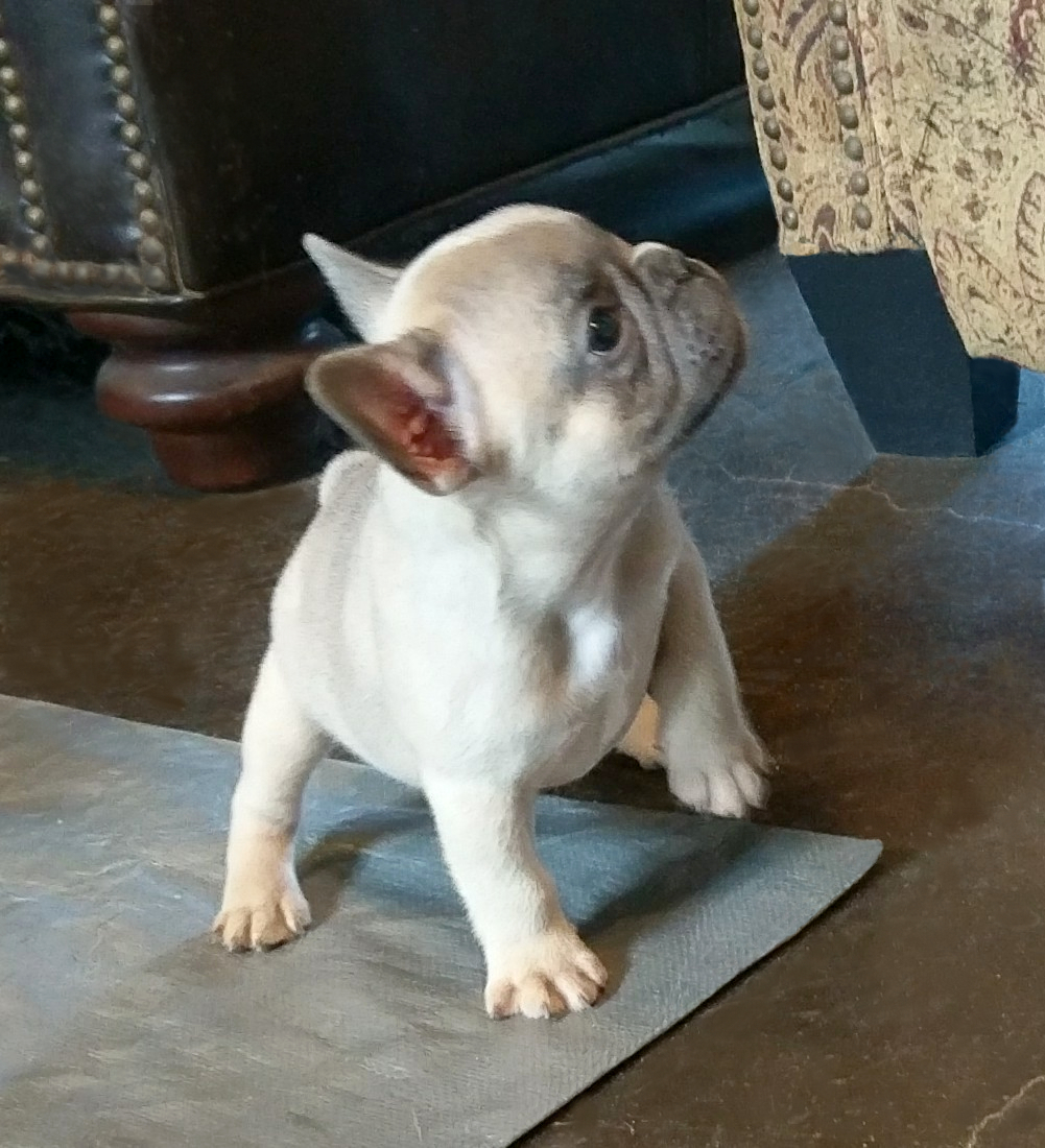 French Bulldog Cutie