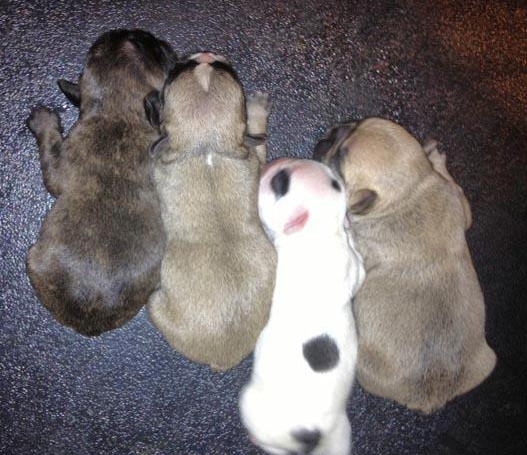 Frenchie Litter