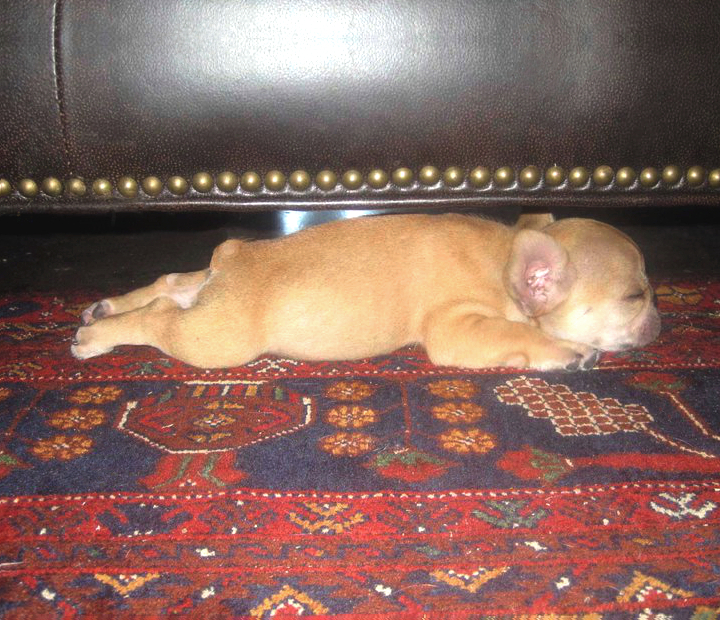 French Bulldog Nap