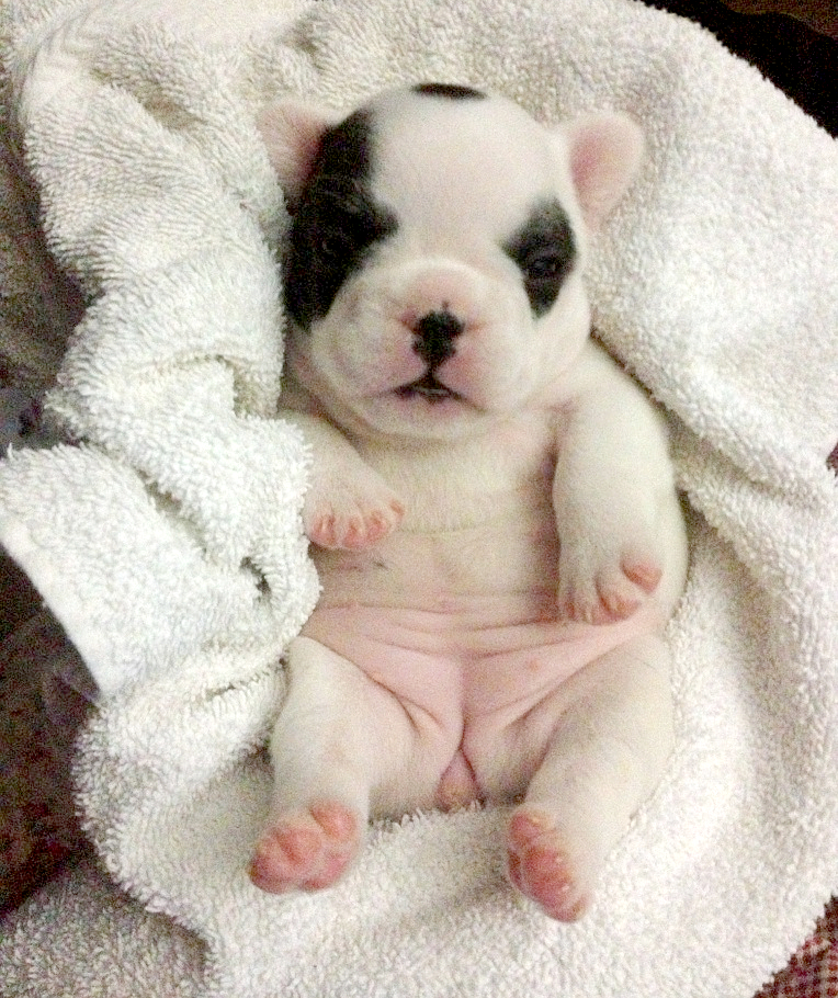 French Bulldog Fat Puppy