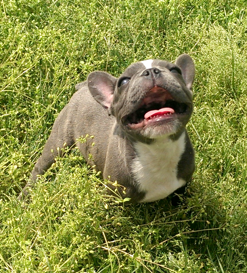 Frenchie Puppy Funny Face